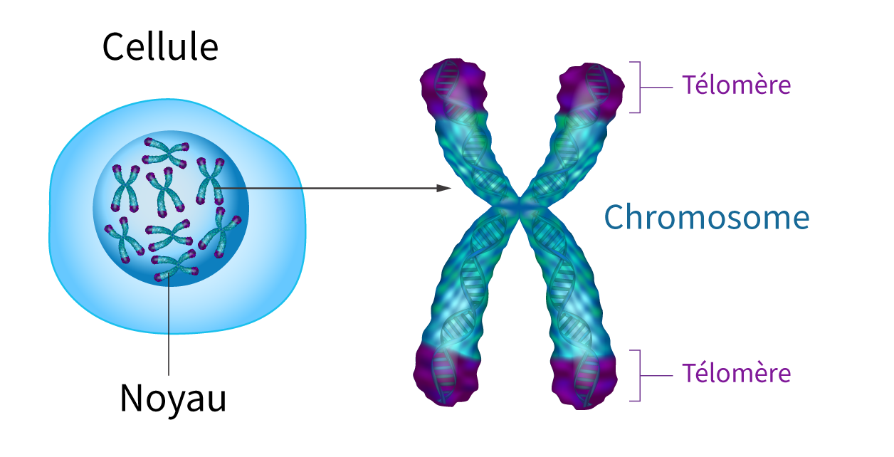 Peptide-GSE4-cap-peptide-5