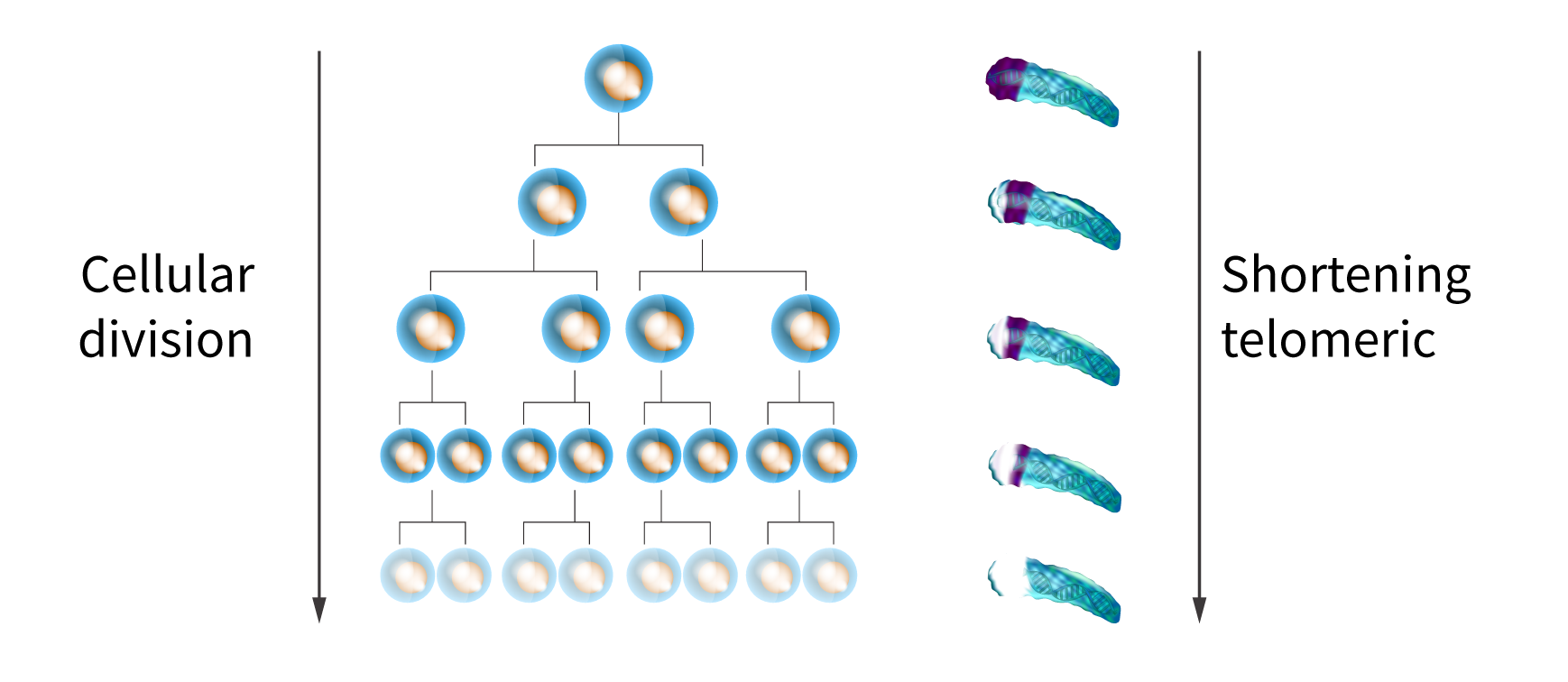 Peptide-GSE4-cap-peptide-5