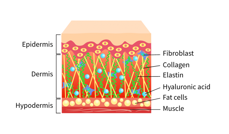 Know your skin - LUXFACIEM SKIN RENEW