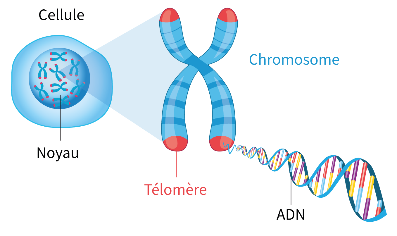 raccourcissement-des-télomères-luxfaciem